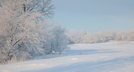 Obraz premium Chilly winter morning with snow draped trees and crisp white snowfields
