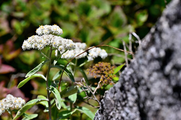 御坂山地の釈迦ヶ岳に咲く　ヤマハハコ
