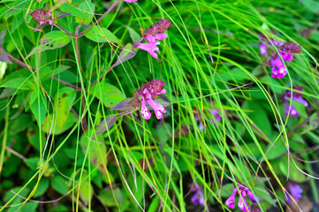 御坂山地の釈迦ヶ岳に咲く　ママコナ
