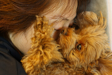 飼い主と戯れているトイ・プードル