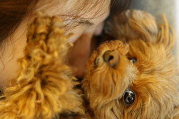 飼い主と戯れているトイ・プードル