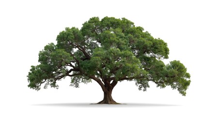 Obraz premium Oak tree solitary on pristine white background with a white face covering