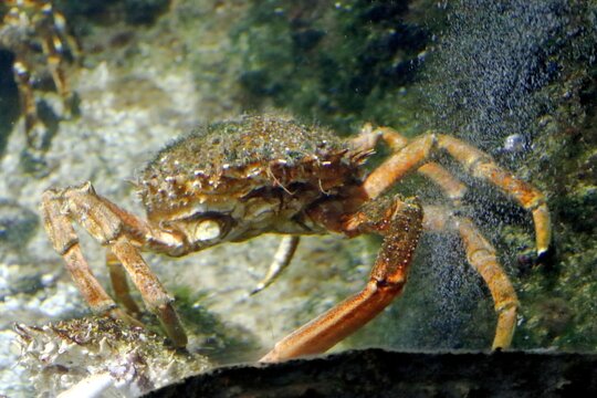 crabe