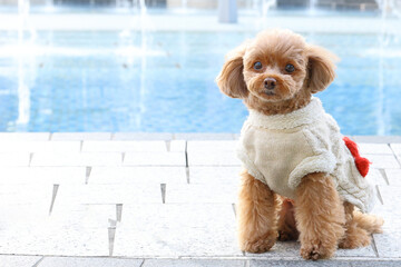 噴水のある公園で散歩をしているトイ・プードル