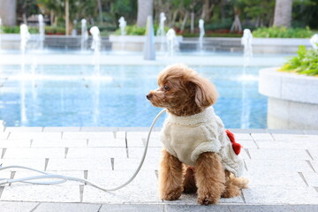 噴水のある公園で散歩をしているトイ・プードル