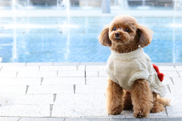 噴水のある公園で散歩をしているトイ・プードル