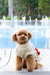 噴水のある公園で散歩をしているトイ・プードル
