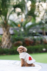 きれいな公園を散歩しているトイ・プードル