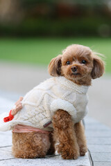 きれいな公園を散歩しているトイ・プードル