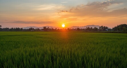 Obraz premium Radiant sunset view of lush rice fields untouched by human activity