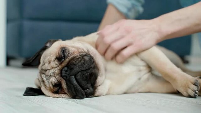 Person scratching a happy Pug dog lying on the floor.  HD Shot of Dog relaxed, blissful expression with its eyes closed,  showing a strong bond between pet and human in a modern home setting. Pet care