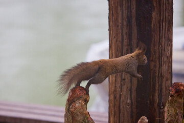 Fototapeta premium (Sciurus carolinensis) On a rainy day, it searches for food through the vegetation