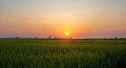 Sunset with warm golden tones over grass field featuring sun disk on horizon and copy space