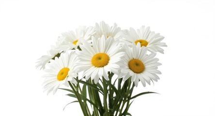 Fototapeta premium Daisies bouquet sharply detailed with white plain backdrop