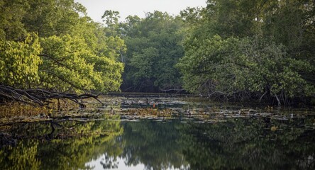 Naklejka premium Still reflections of mangrove wetlands with rich biodiversity and peace