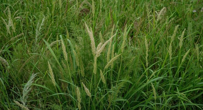 Setaria bristlegrass thriving within dense and diverse meadow greenery