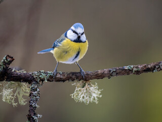 Blaumeise, Cyanistes caeruleu