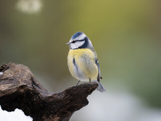 Fototapeta premium Blaumeise, Cyanistes caeruleu