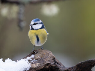 Fototapeta premium Blaumeise, Cyanistes caeruleu