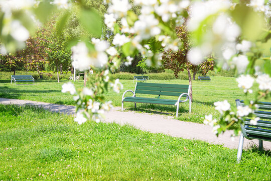 Serene scenic spring park scene with path and benches. Green trees, gress and jasmine blossoms in full bloom in sunny spring day. Peaceful  park for relaxation and nature walks. Poland. Europe.