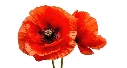 Obraz premium Close-up of poppies revealing vivid beauty with a white background