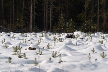 snow covered trees in winter
