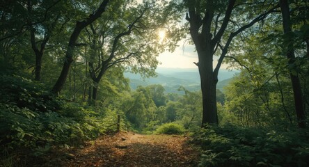 Obraz premium Dense Sal tree environment developing on sloping hillside enriched by an impressive backdrop and copy space