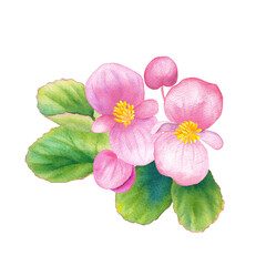 ピンク色のベゴニアの水彩イラスト　春の花苗