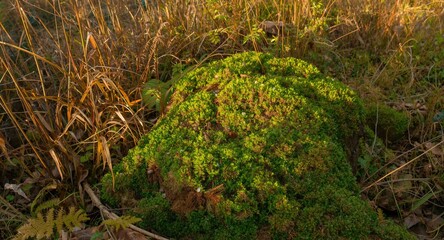 Fototapeta premium tree stump dense with moss and encircled by wild foliage