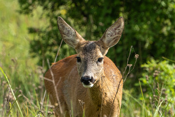 Roe deer © pityke70