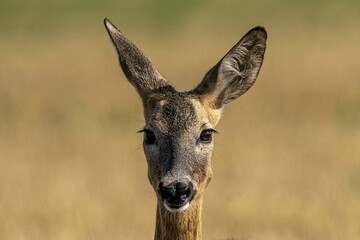 Roe deer © pityke70