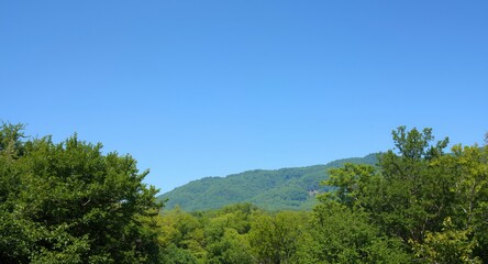 Obraz premium Relaxing forest vista showing lush greenery beneath a pure clear blue sky with copy space