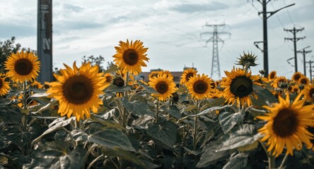 Sunflower plants flourishing beneath urban transmission lines highlighting infrastructural influence