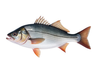 Fototapeta premium A fish standing upright on a white surface