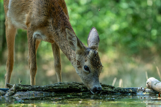 young roe deer in the woods