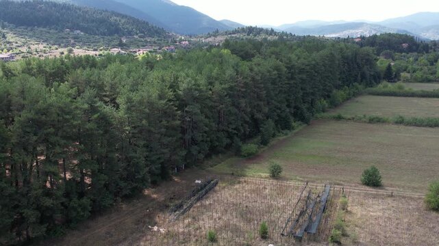 Geometric pine tree row bordering cultivated fields in wide mountain valley