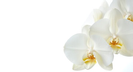 Obraz premium White and yellow orchid blooms styled on a crisp white backdrop offering spacious copy space for seasonal greetings