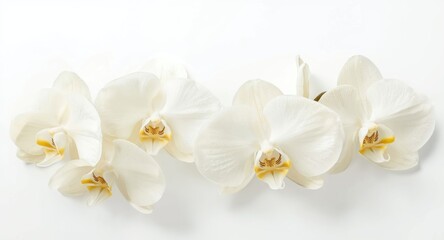 Obraz premium Orchid flowers in shades of white and yellow positioned on a bright white background suitable for holiday card copy space