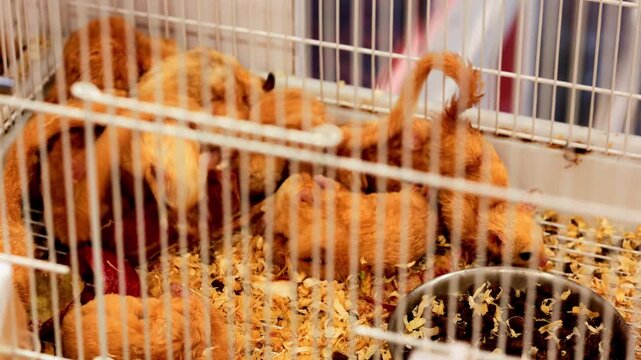 Little furry gerbils crawling inside a cage