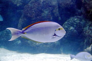 Fototapeta premium poisson