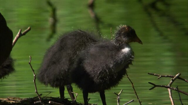 coot family grooming on water nest