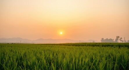 Quiet golden sunset illuminating vast rice plantation