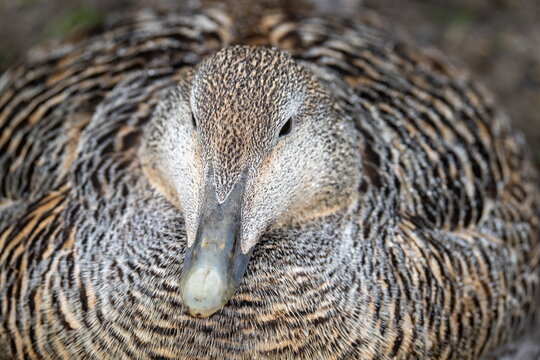 Close up of a female common eider (Somateria mollissima) in Longyearbyen, Svalbard, Norway