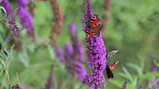 Three Peacock butterflies feeding on nectar from buddleia flowers.