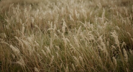 Fototapeta premium Scenic meadow filled with rich grass and subtle natural details