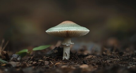 Deadly Amanita phalloides mushroom producing potent toxins