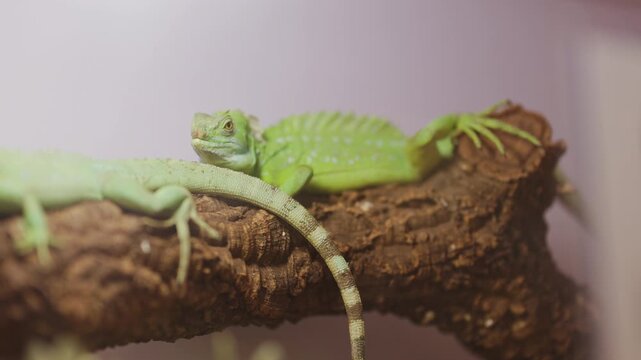 Two green lizards resting on a branch