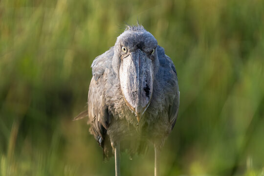 Extreme close-up of a Shoebill (Balaeniceps rex) showing its unique prehistoric beak and intense yellow eyes in Mabamba Swamp, Uganda