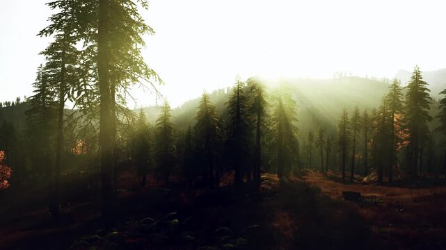 dramatic sunbeams through tall pines, heavy backlight and haze carve deep shadows across hillside and valley, contrasty tones and warm highlights evoke