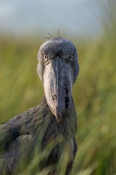 Extreme close-up of a Shoebill (Balaeniceps rex) showing its unique prehistoric beak and intense yellow eyes in Mabamba Swamp, Uganda